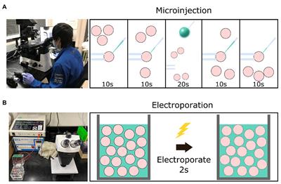 Electroporation-Mediated Genome Editing of Livestock Zygotes